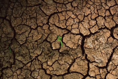a plant sprouts out of the cracks of a dry, cracked surface