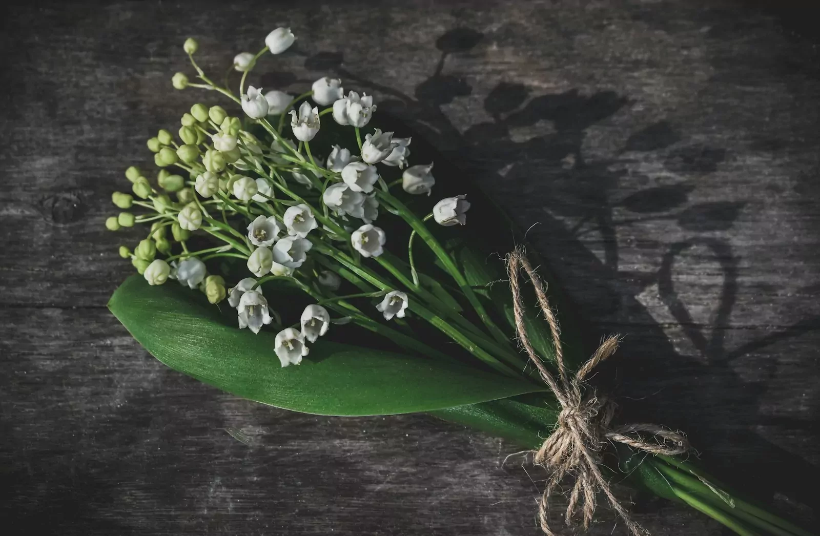 white-petaled flowers bouquet