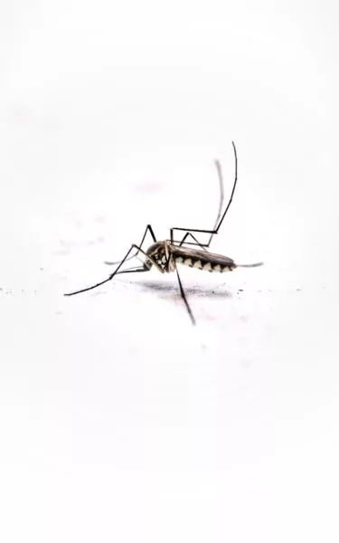A mosquito on a white background