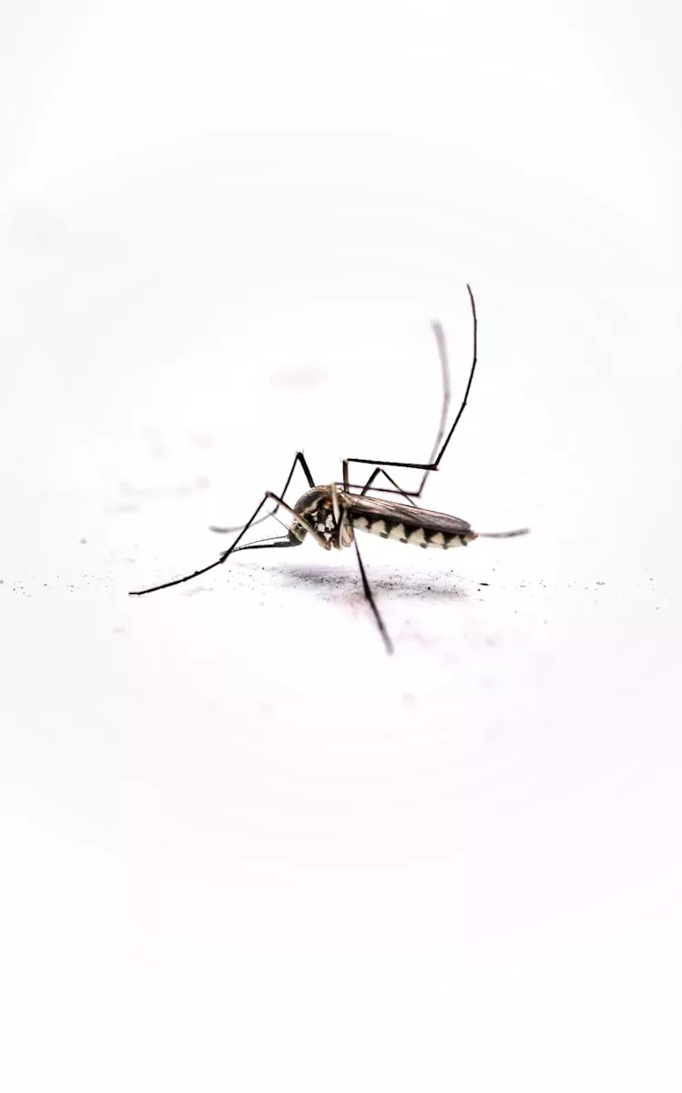 A mosquito on a white background